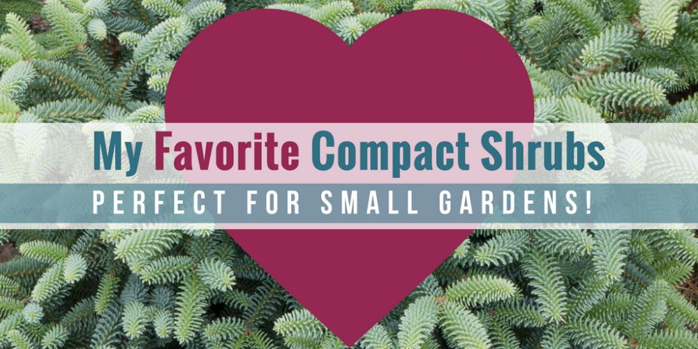 A Collection of Compact Shrubs for Small Gardens