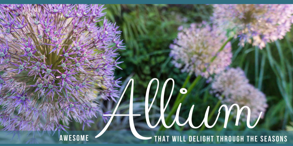 Awesome Allium That Will Delight Through the Seasons