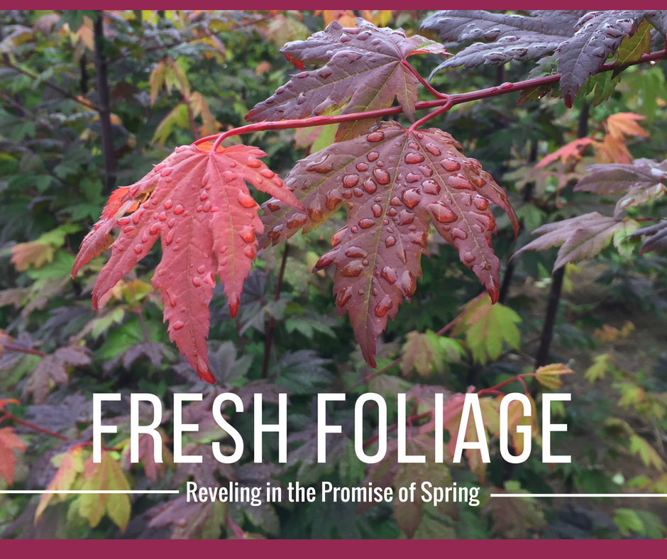 Reveling in the Promise of Emerging Spring Foliage