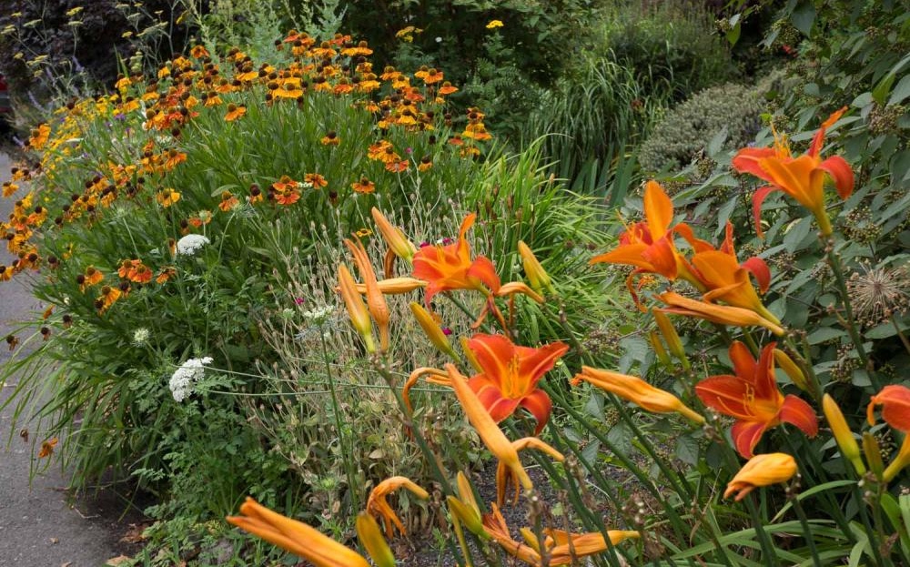 Hot Orange Flowers with Cool White Grass
