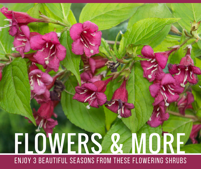 Flowers & More: Enjoy 3 Beautiful Seasons from these Shrubs