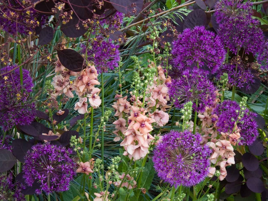 Blooming Perennial Combo with Contrasting Bloom Shapes