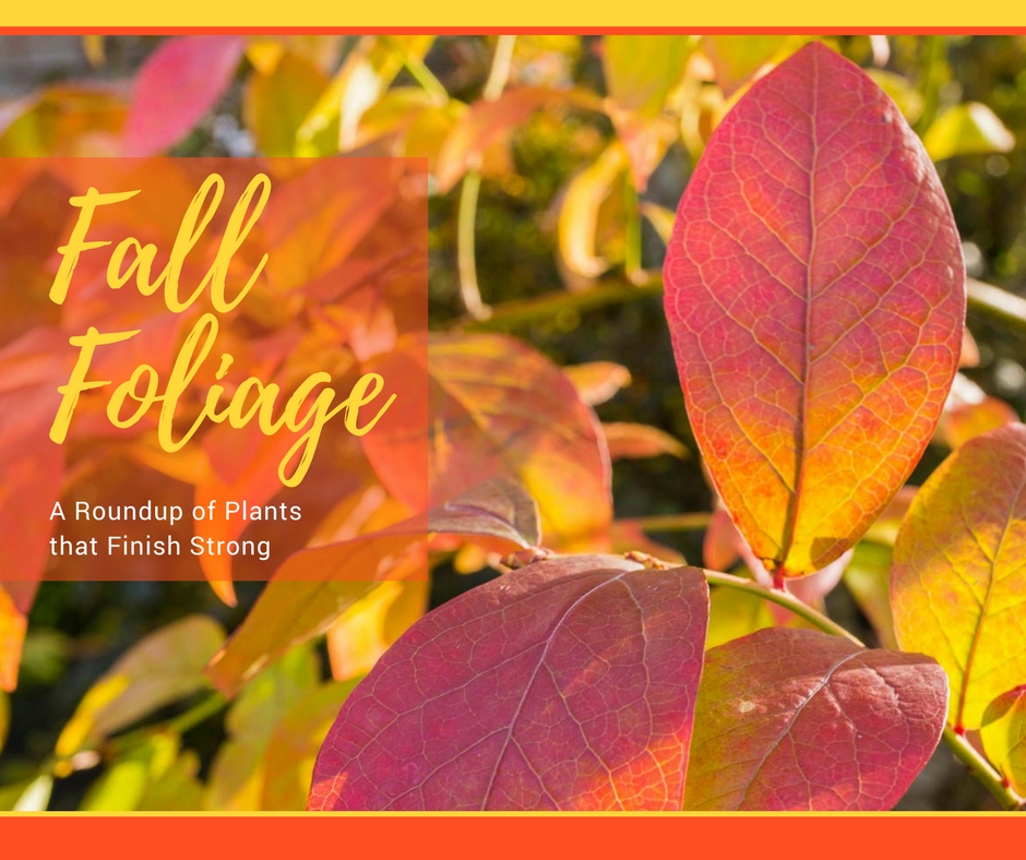 Fall Foliage Round Up: Fantastic Plants that Finish Strong