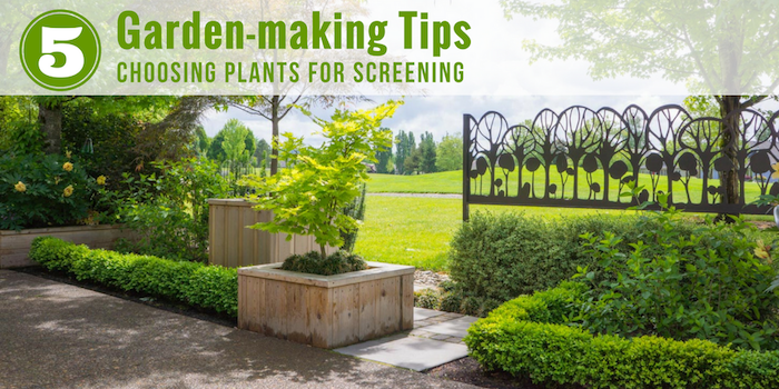 5 Tips for Choosing the Best Plants for Screening