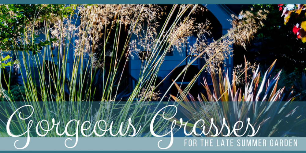 Gorgeous Grasses for the Late Season Garden