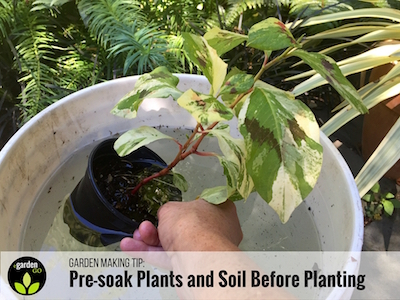 Garden-making Tip: Pre-Soak Plants and Soil Before Planting