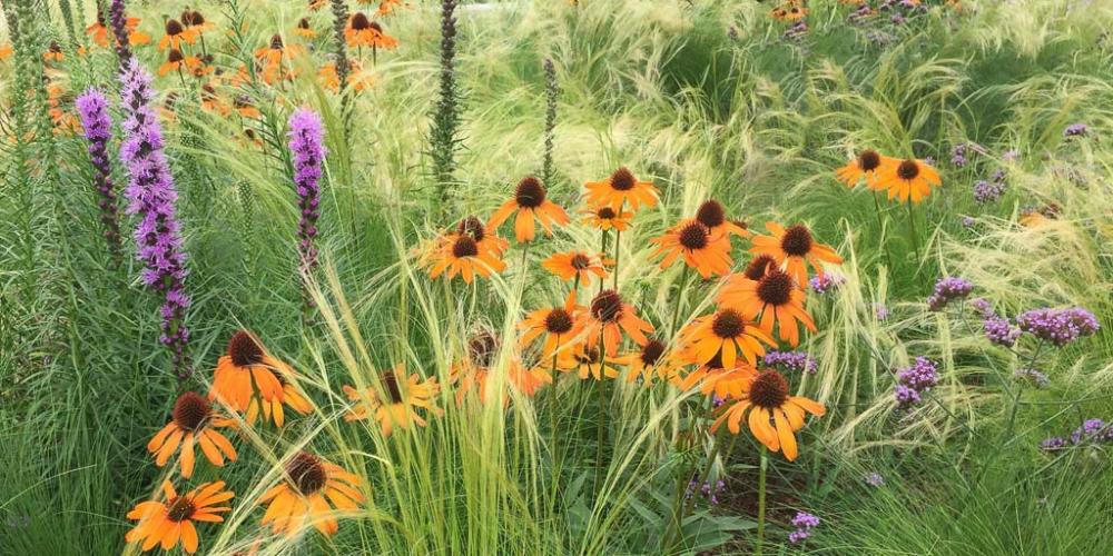 Meadow of Flowing Grasses and Summer Blooming Perennials