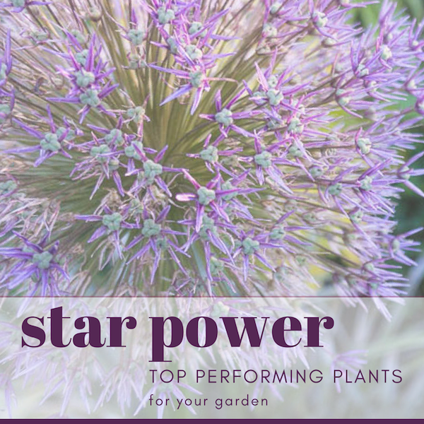 How to Boost Your Garden's Star Power with Top Performers