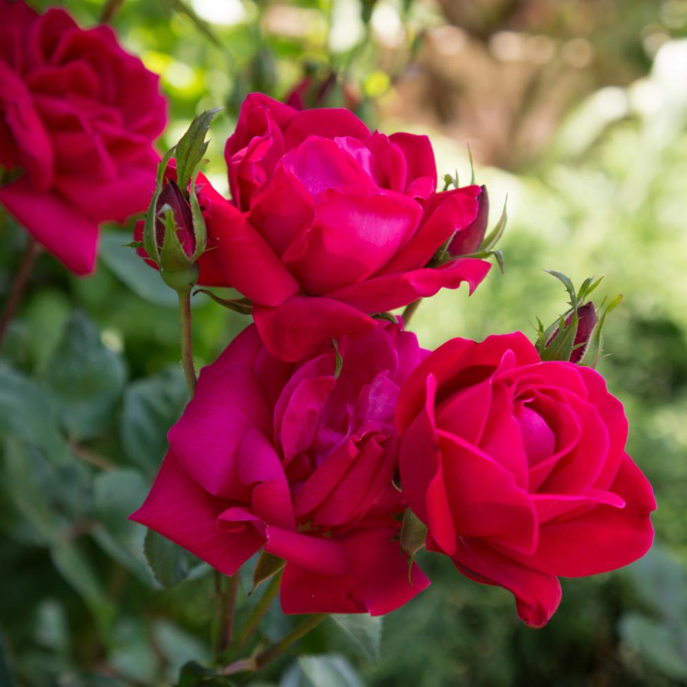 Rosa x 'Radrazz' KNOCK OUT RED ROSE