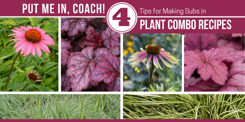 Put me in Coach! 4 Tips for Choosing Suitable Plant Subs When Following Plant Combo Recipes