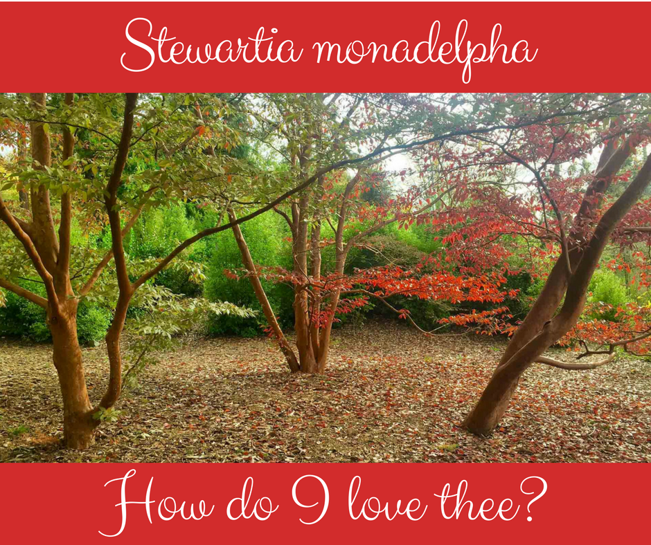 Valentine for Plant Lovers: Stewartia monadelpha