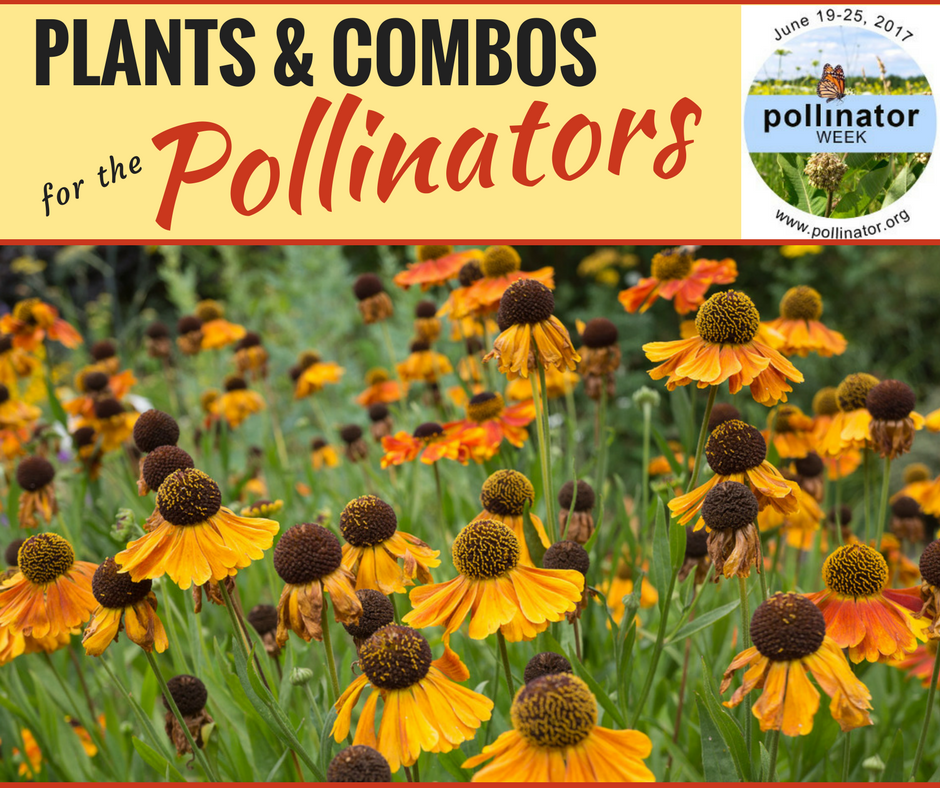 Peruse Pollinator Friendly Plants