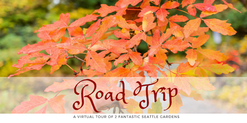 Enjoy a Virtual Tour of 2 Fantastic Seattle-area Gardens