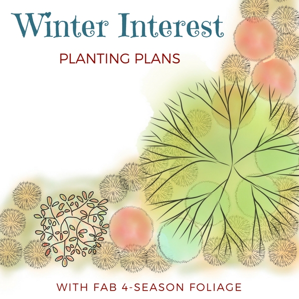 Search: Plant combinations with fab foliage that have year-round interest
