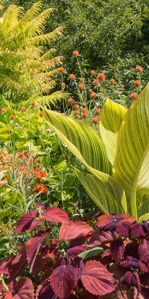 Exotic Foliage and Flower for Summer Color