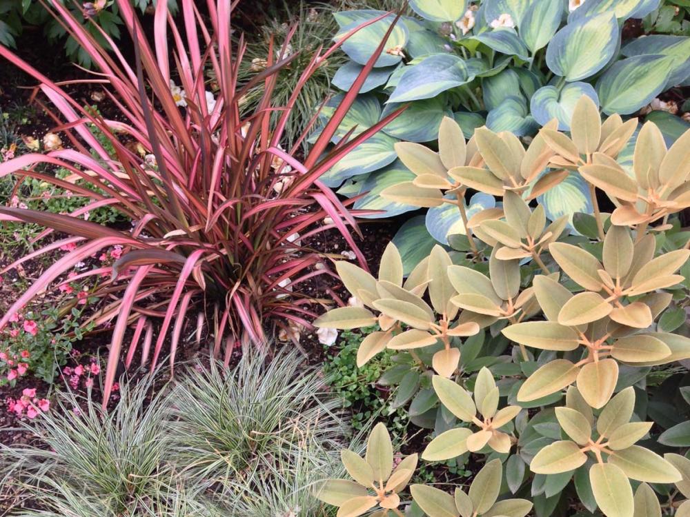 Colorful Foliage Combo Looks Great Year Round