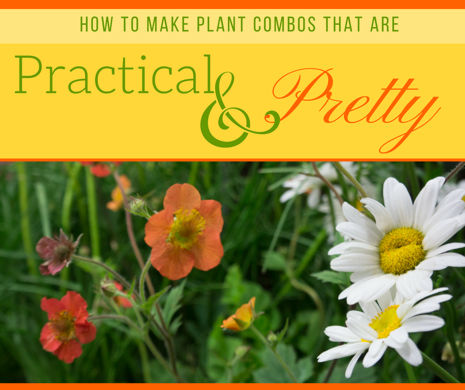 How to Make Plant Combos that are Practical AND Pretty