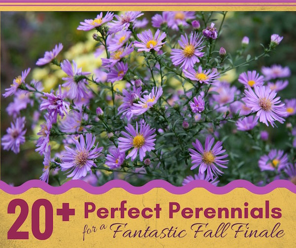 20+ Perennials that will Ensure a Fantastic Fall Finale