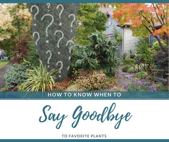 How to Know When to Say Goodbye to Plants
