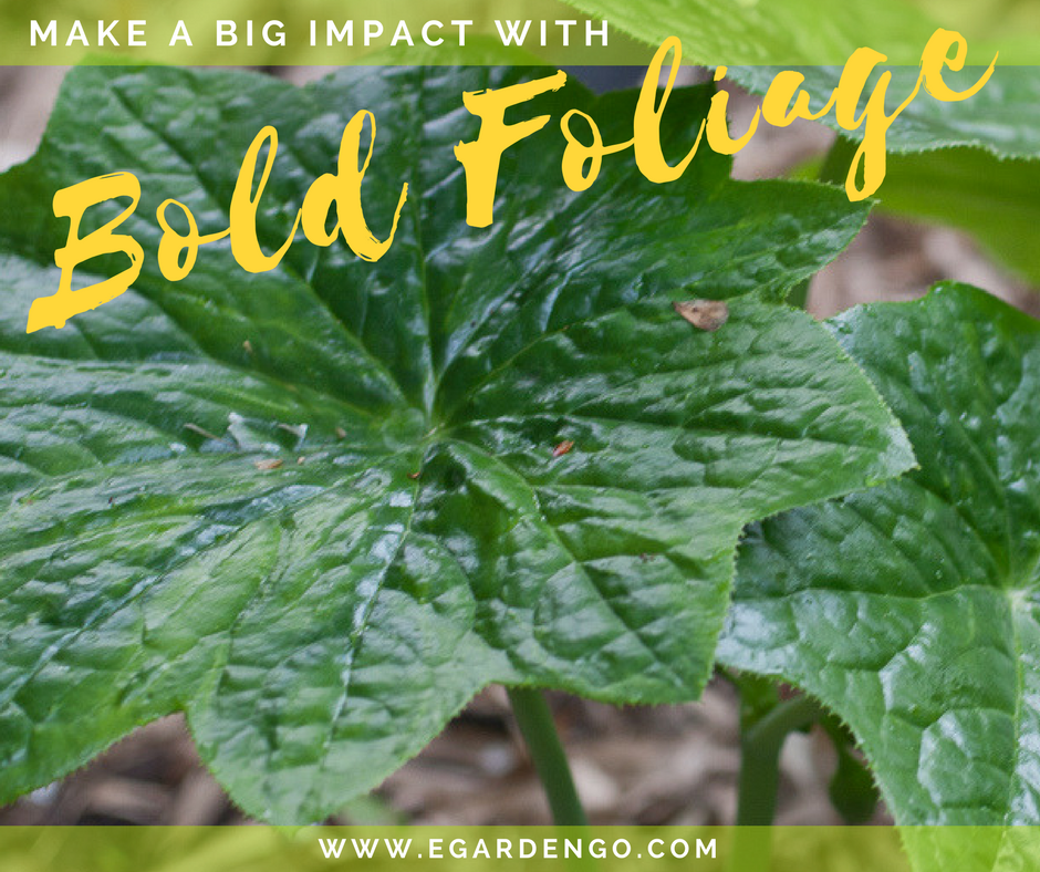 Bold Foliage Makes a Big Impact
