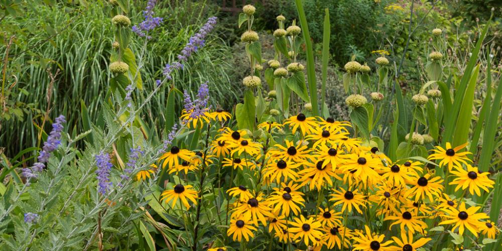 Classic Perennial Combo for Late Summer Blooms